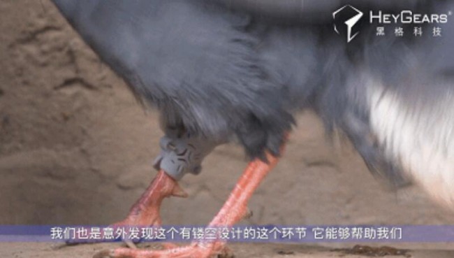 Heygear_Bird_4