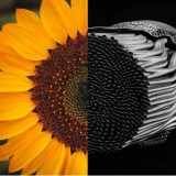hyperganic_Heat_Sunflower