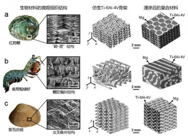 中国科学院金属研究所仿生材料结构优化设计研究取得新进展