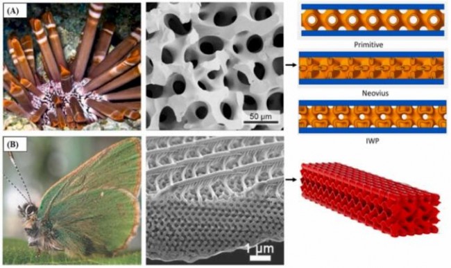（六）硅藻、螺旋、点阵l3D打印多材料、多尺度和多功能仿生多孔结构