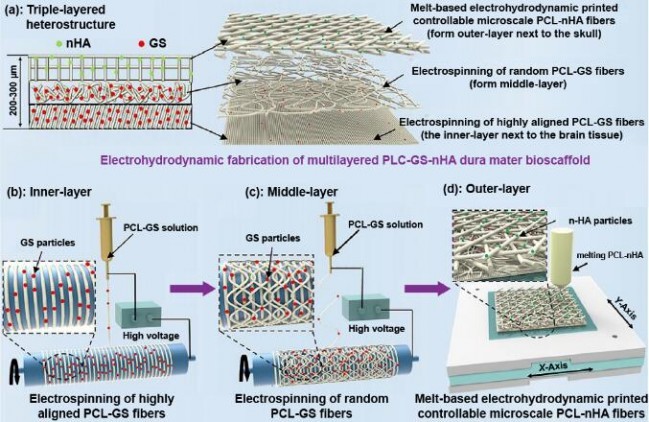 article_Zhongnan_Biomedical_11