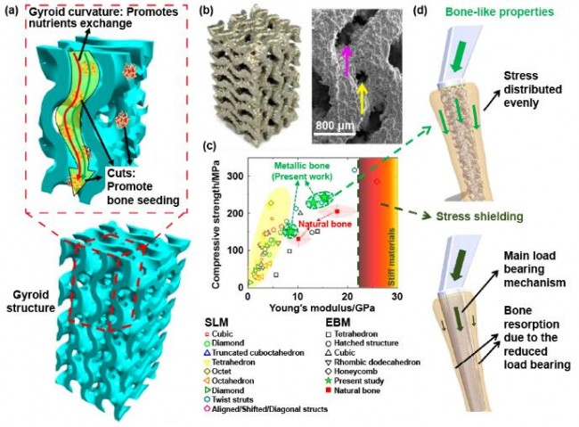 article_Zhongnan_Biomedical_7